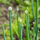 Zašto puca luk i šta da se radi